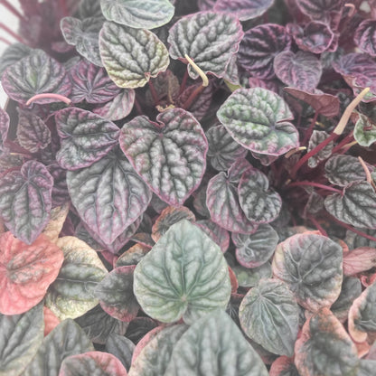 Peperomia Ripple