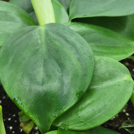 Philodendron grazielae