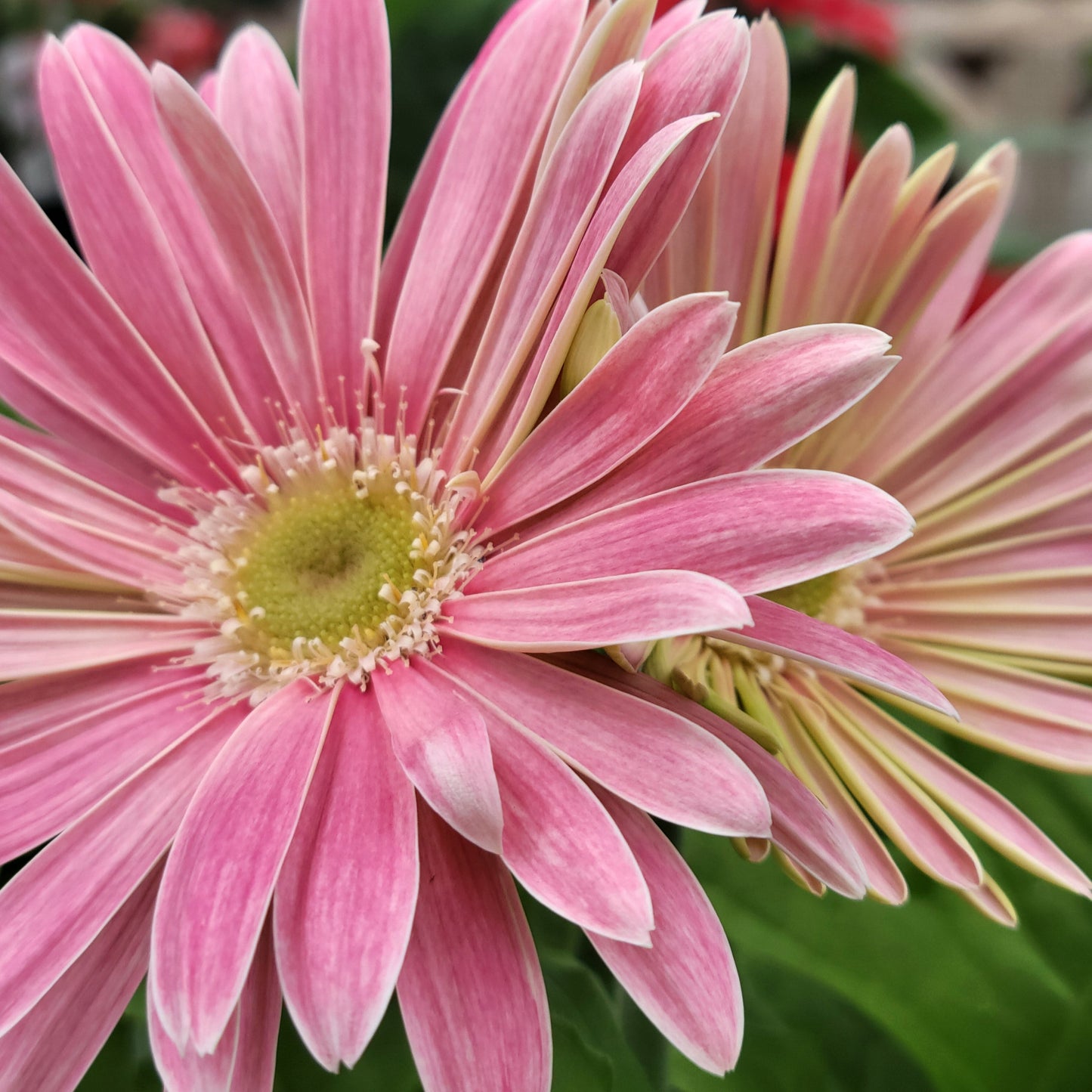Gerbera Daisy