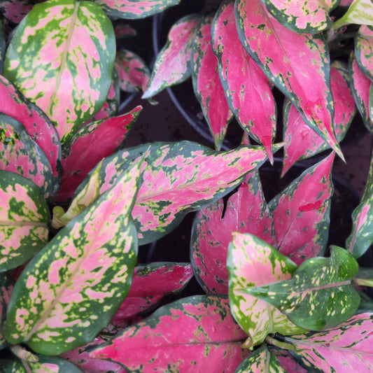 Aglaonema 'A028'