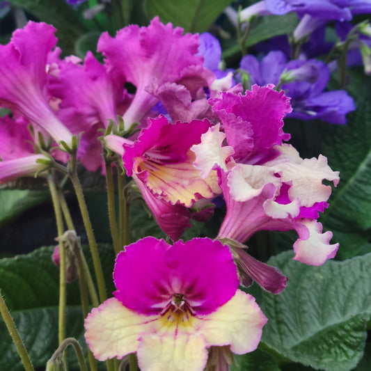Streptocarpus