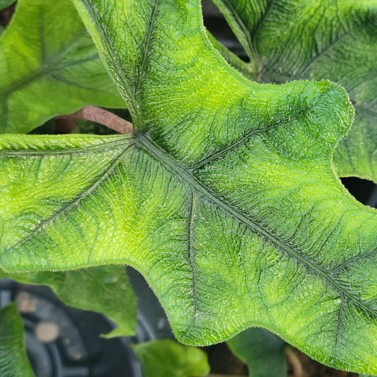 Alocasia 'Jacklyn'