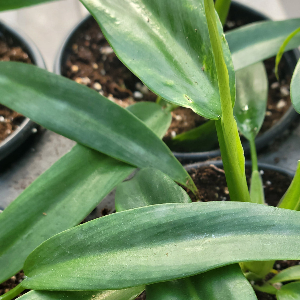 Philodendron elegans