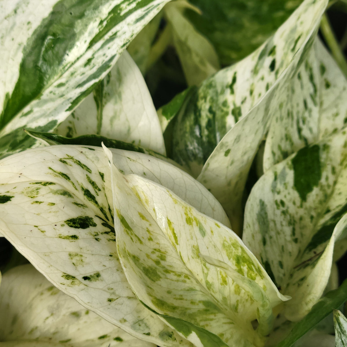 Pothos 'Snow Queen'
