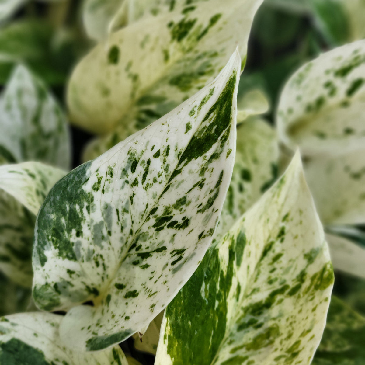 Pothos 'Snow Queen'