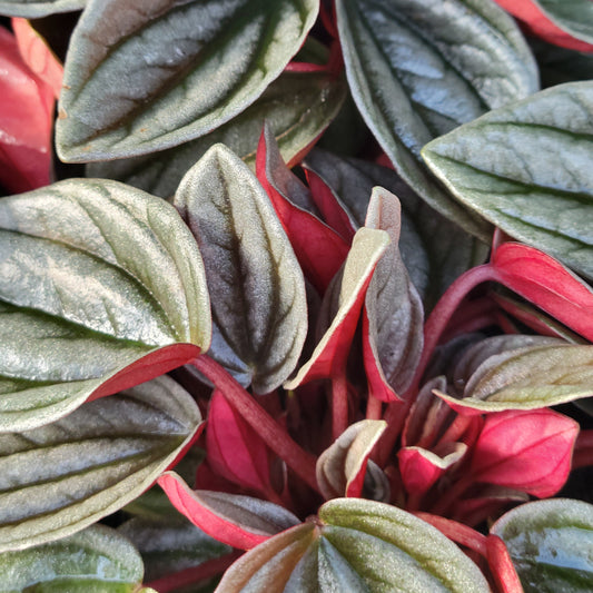 Peperomia 'Rosso'