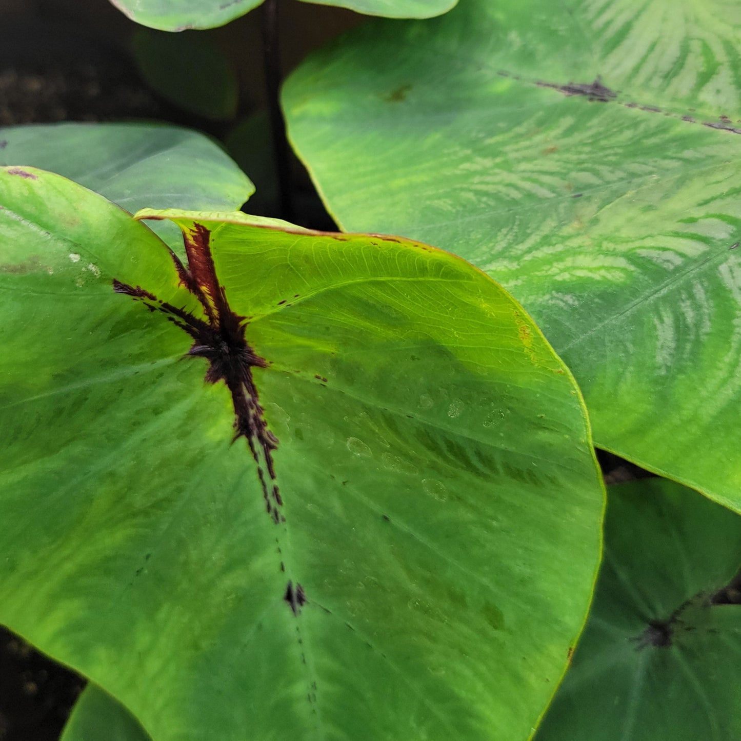 Colocasia 'Pharaoh's Mask'