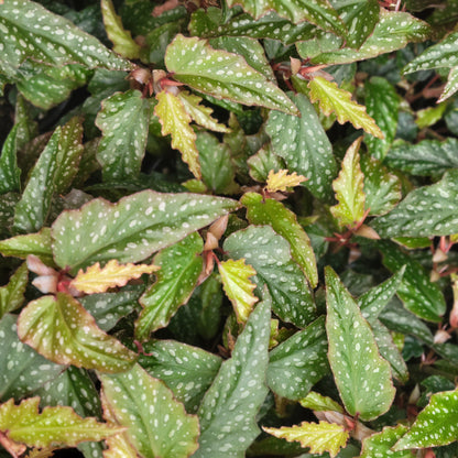 Begonia Angel Wing 'Medora'