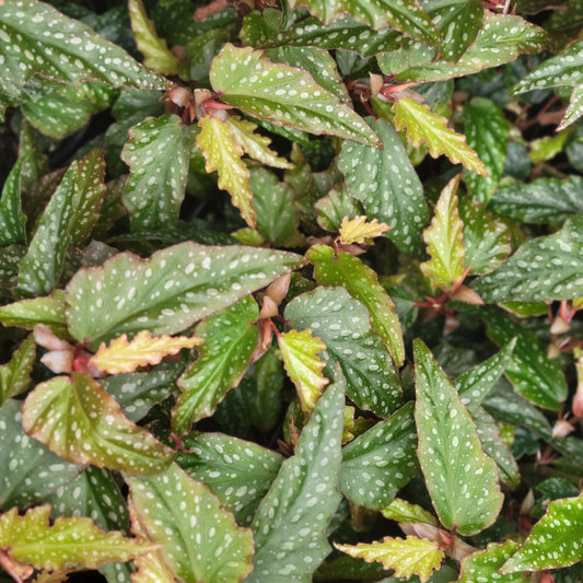 Begonia Angel Wing 'Medora'