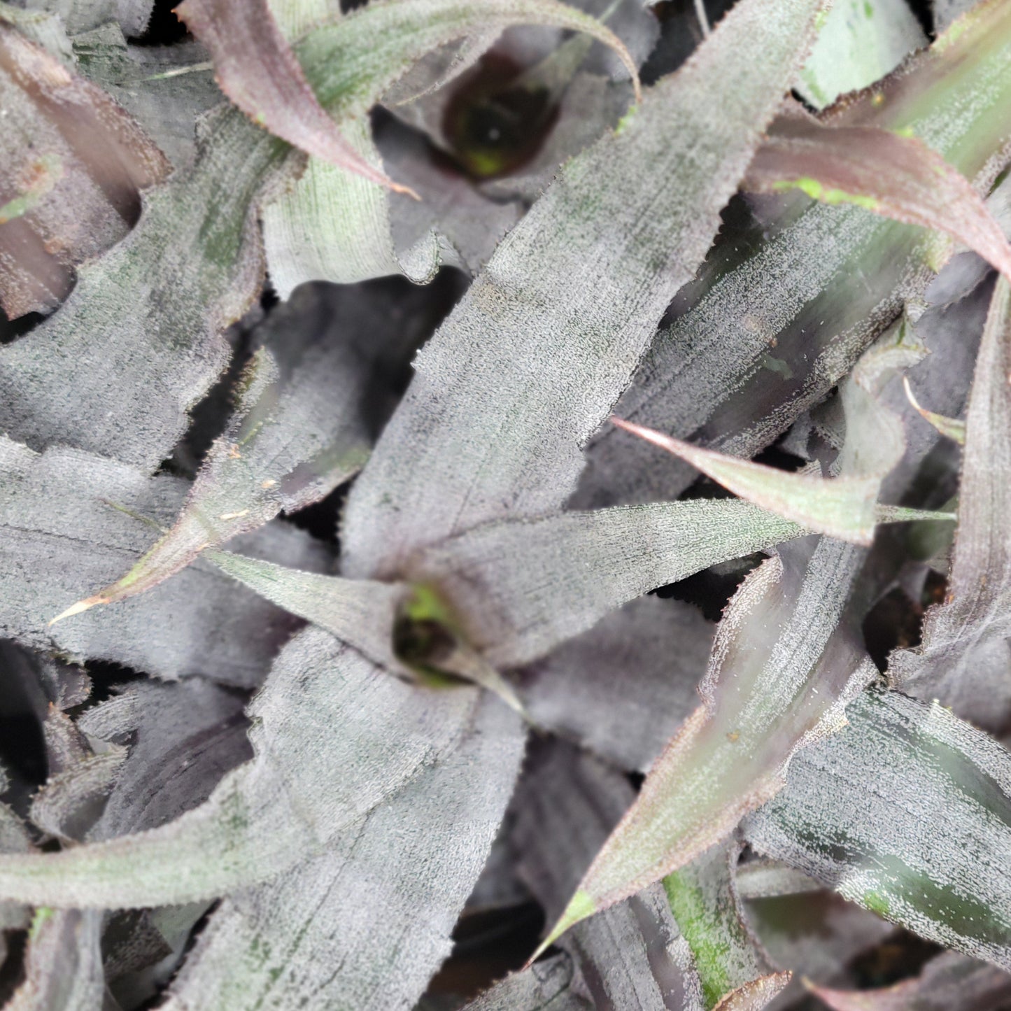 Cryptanthus (Earth Stars)