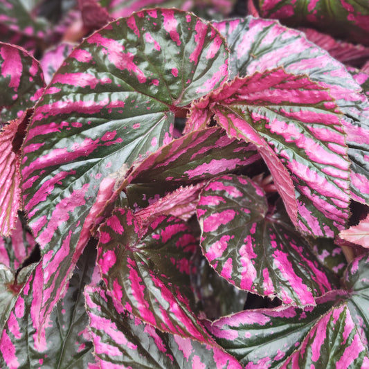 Begonia 'Exotica'