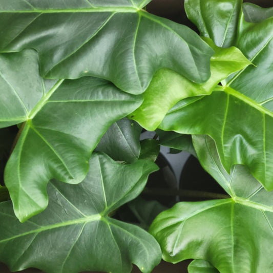 Alocasia 'Portadora'