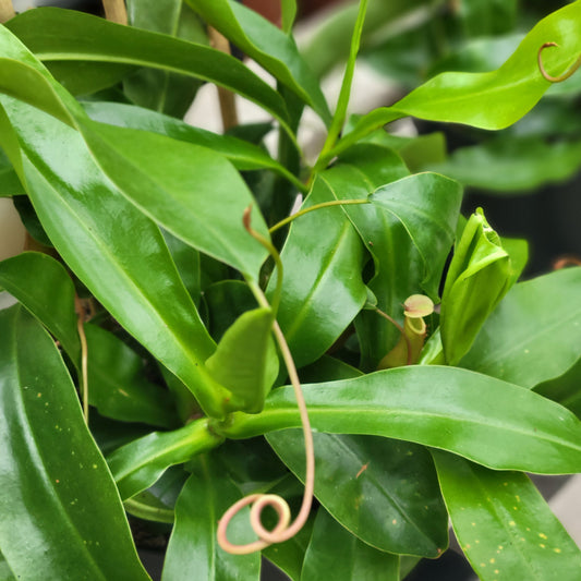Asian Pitcher Plant