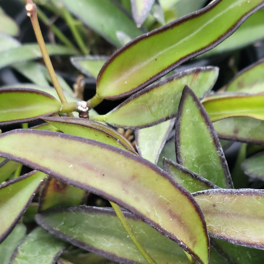 Wax Plant