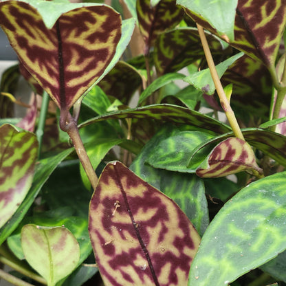 Zebra Vine