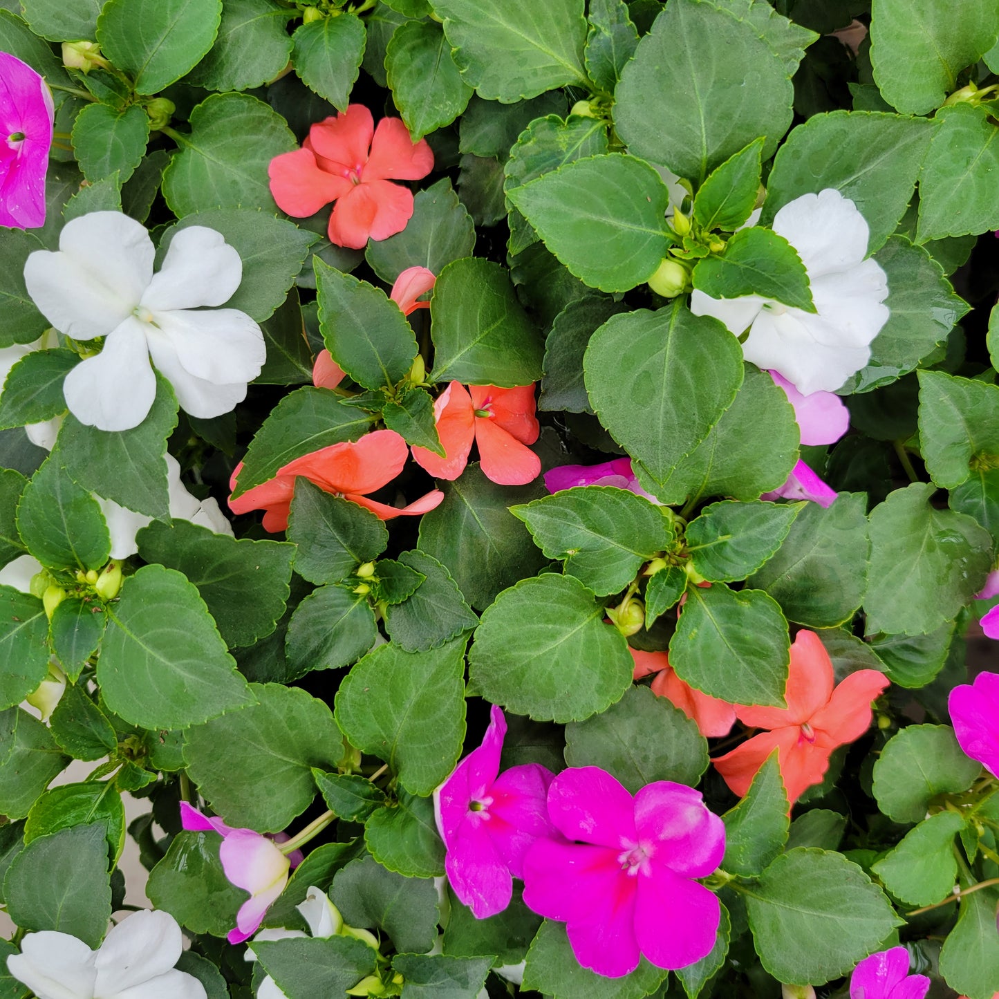 Impatiens 'Beacon'