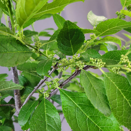 Winterberry 'Southern Gentleman'