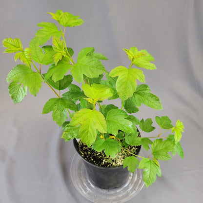 Viburnum 'European Snowball'
