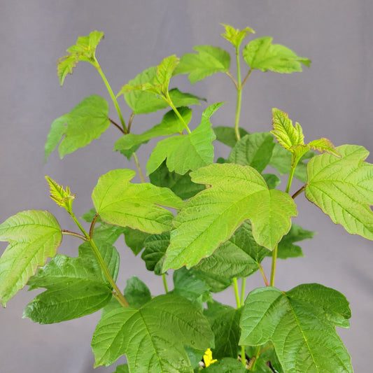Viburnum 'European Snowball'