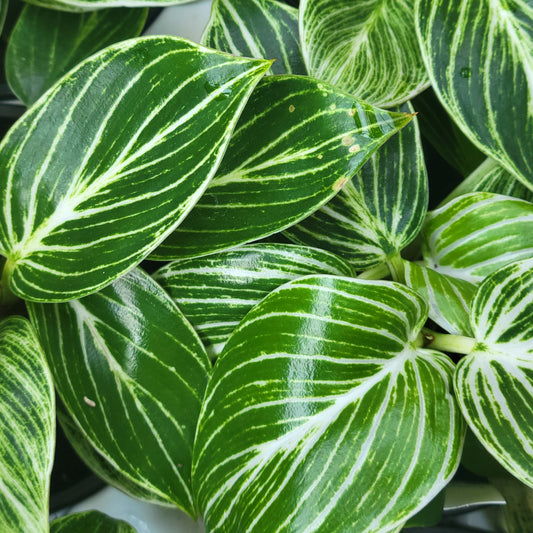 Philodendron 'Birkin'