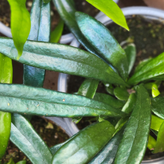Blue Oil Fern