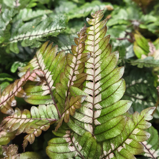 Candy Stripe Brake Fern