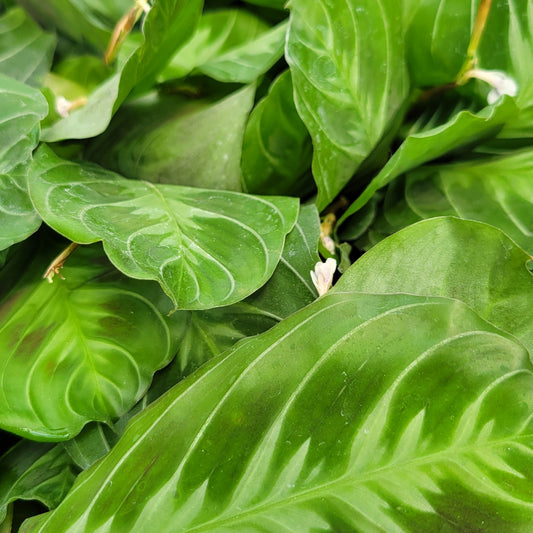 Maranta 'Cat Moustache'