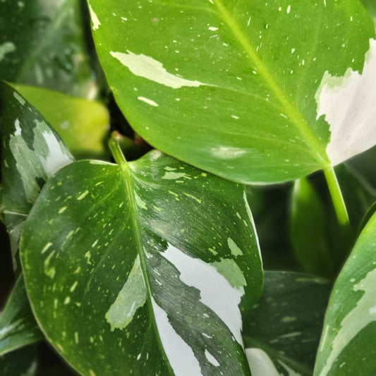 Philodendron 'White Princess'