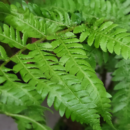 Australian Tree Fern