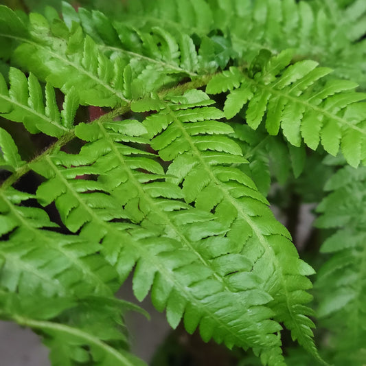 Australian Tree Fern