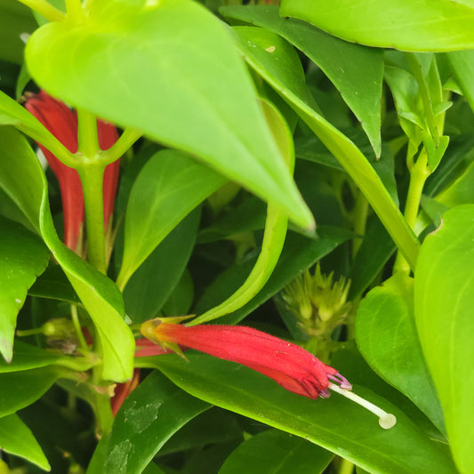 Lipstick Plant 'Big Apple'