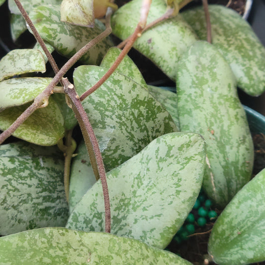 Waxvine