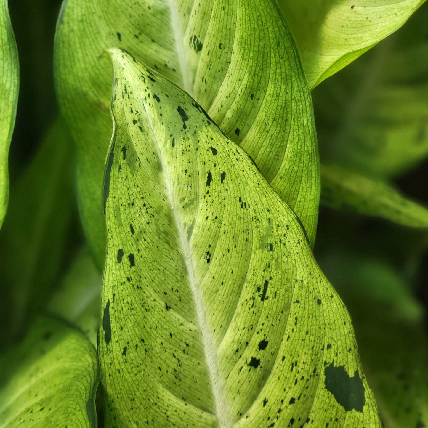 Dieffenbachia 'Camouflage'