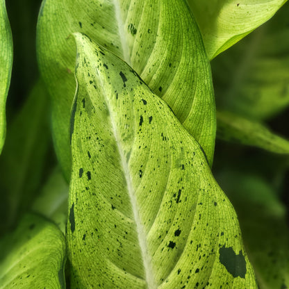 Dieffenbachia 'Camouflage'