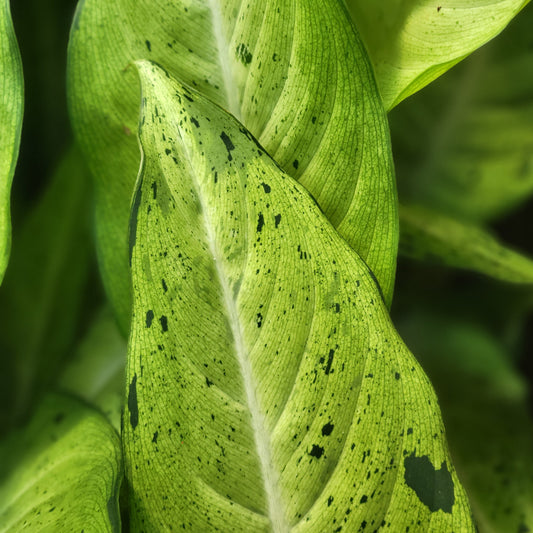 Dieffenbachia 'Camouflage'