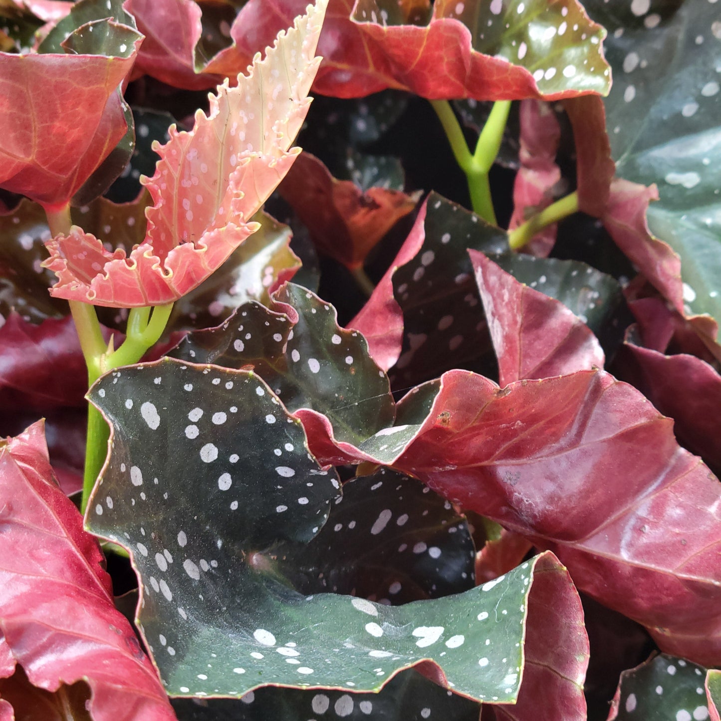 Begonia 'Cracklin Rosie'