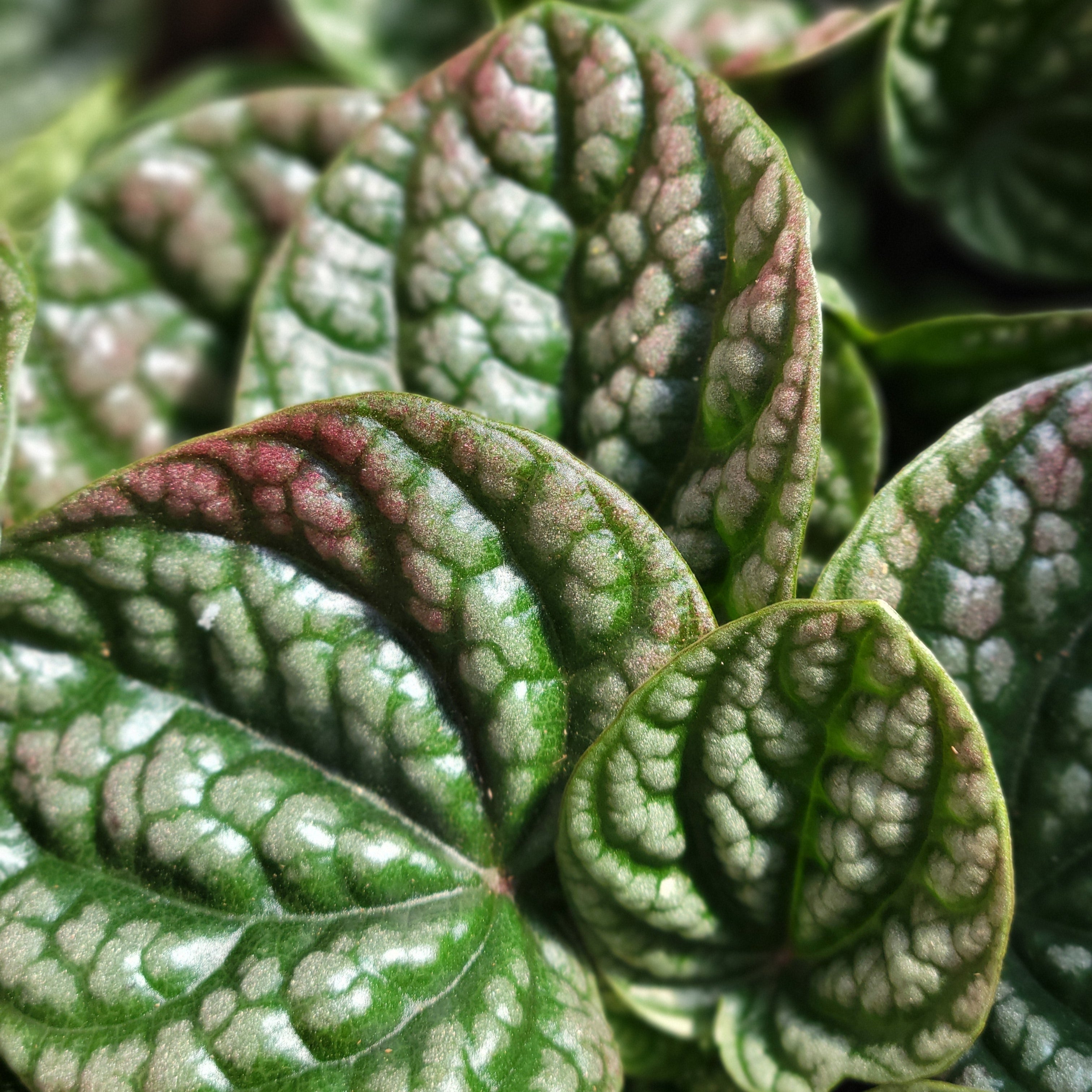Peperomia 'Robella'