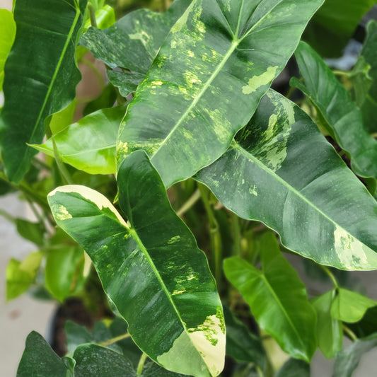 Philodendron 'Burle Marx'