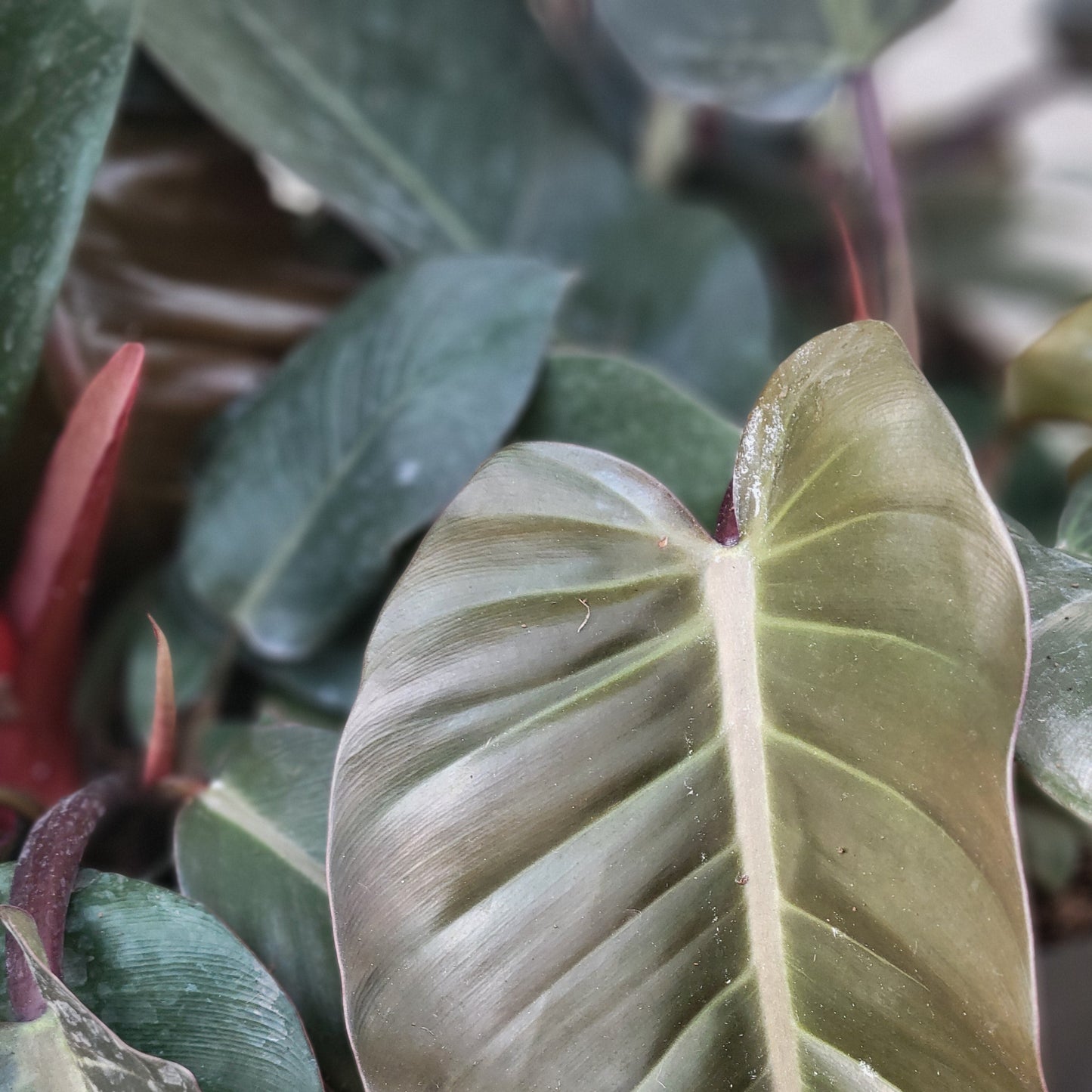 Philodendron 'Black Cardinal'