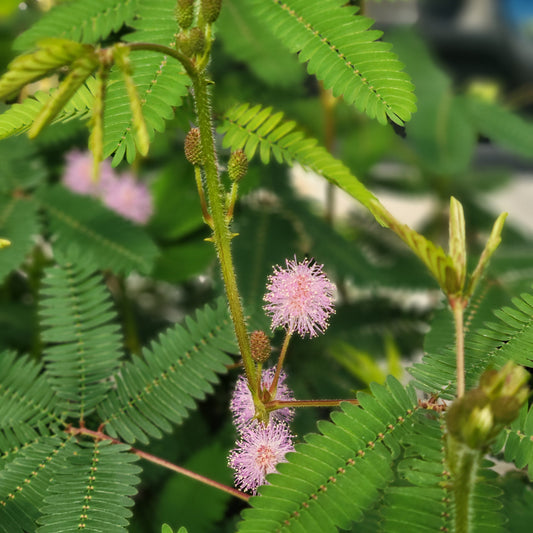 Sensitive Plant 'Mimosa'