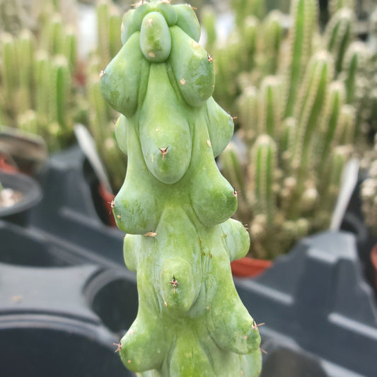 Boobie Cactus