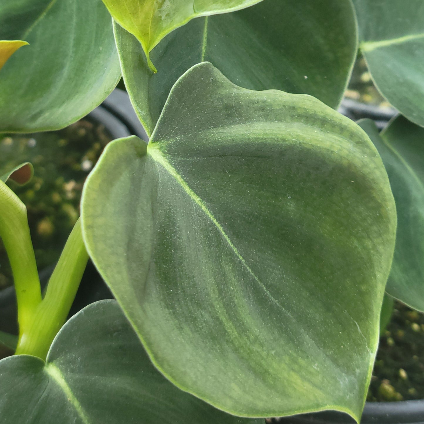 Philodendron Lupinum