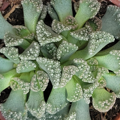Concrete Leaf Plant (Titanopsis Calcarea)