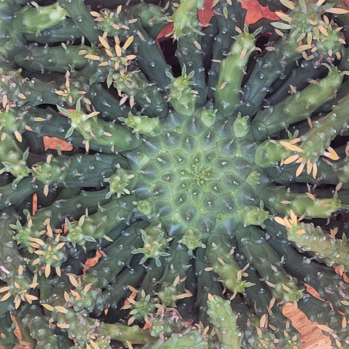 Medusa's Head