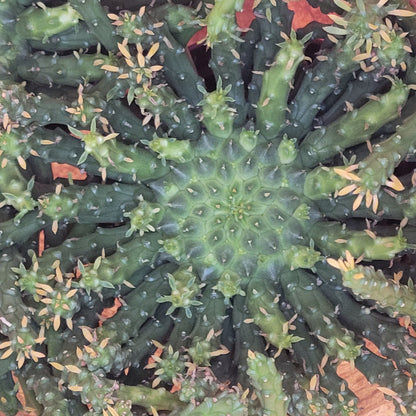 Medusa's Head