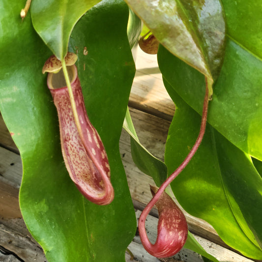 Pitcher Plant 'Gaya'
