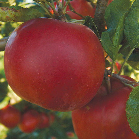 Apple 'McIntosh'