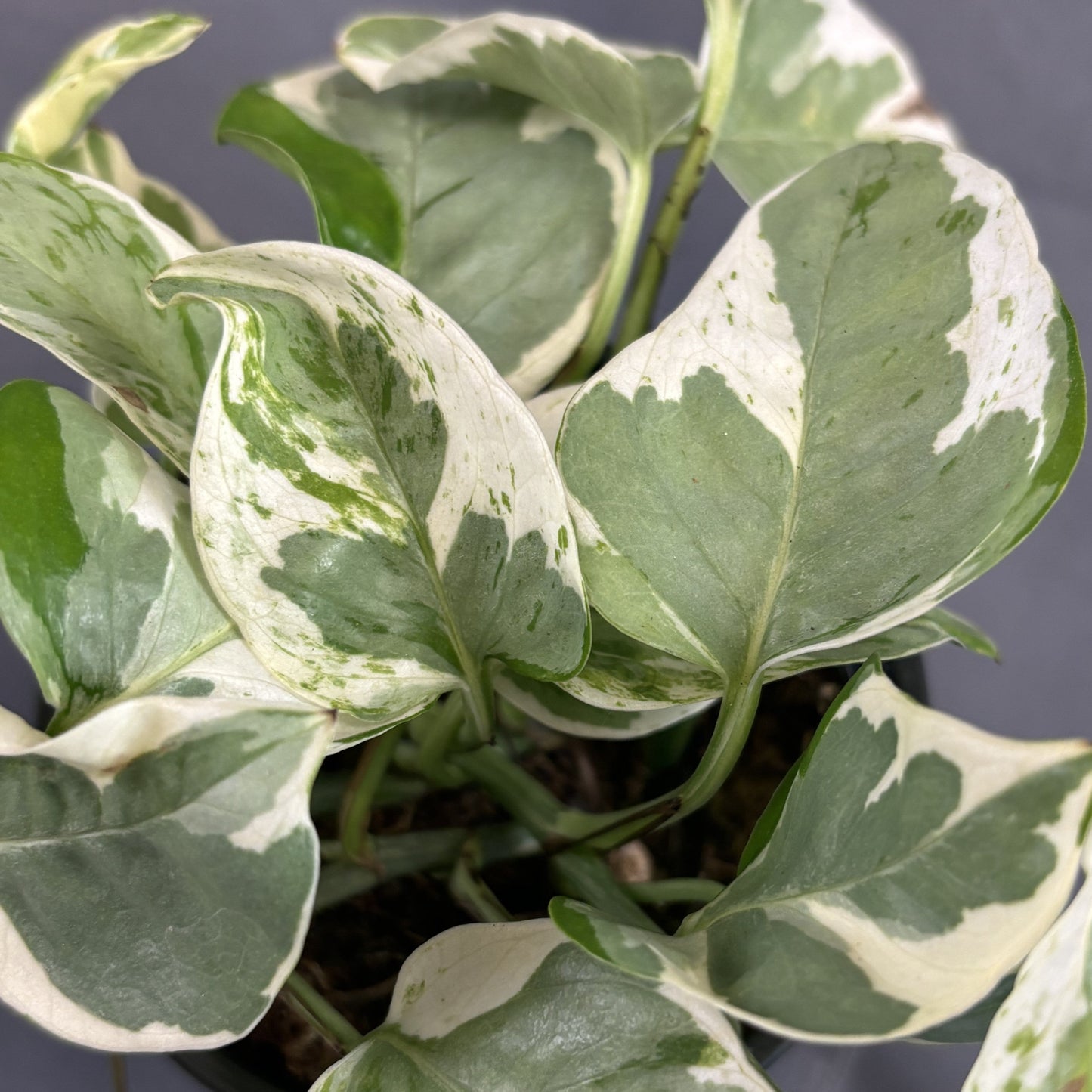 Pothos 'Pearls N Jade'