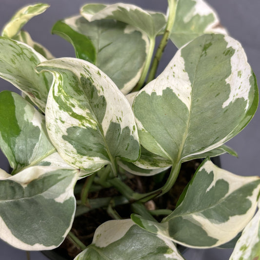 Pothos 'Pearls N Jade'
