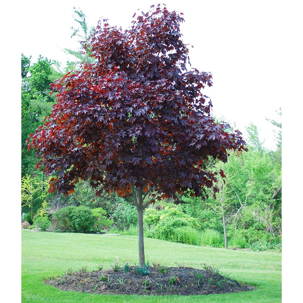 Maple 'Crimson King'